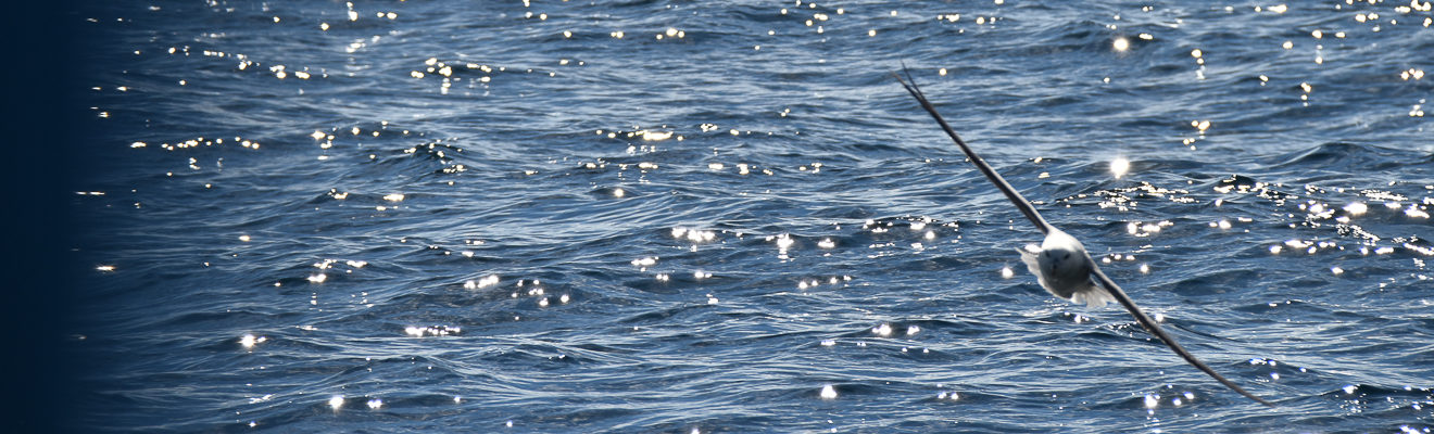 s/y Valborg