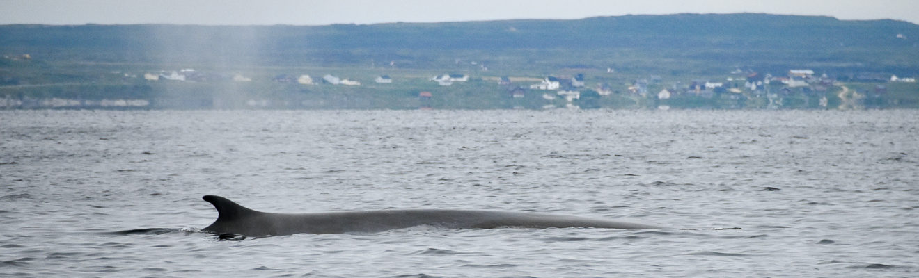 s/y Valborg